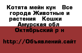 Котята мейн кун - Все города Животные и растения » Кошки   . Амурская обл.,Октябрьский р-н